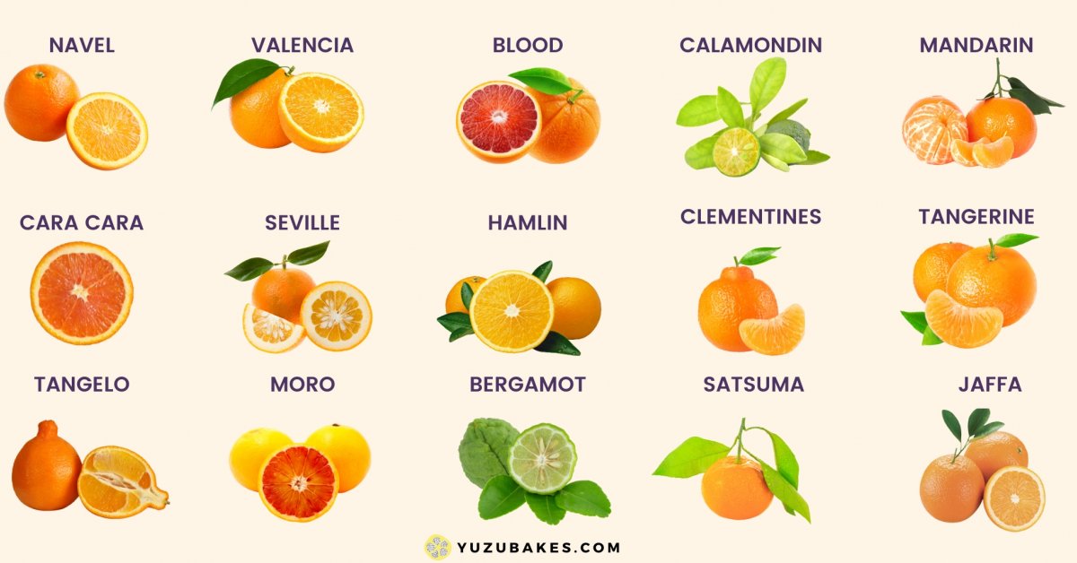 Different Types of Oranges Explained | Yuzu Bakes