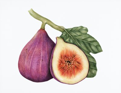 an illustration of a beautiful fig