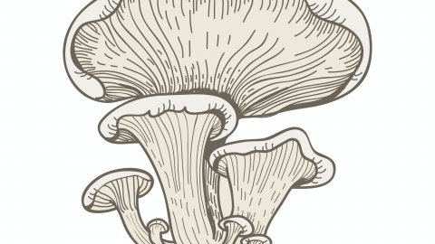 Abalone Mushroom Illustration